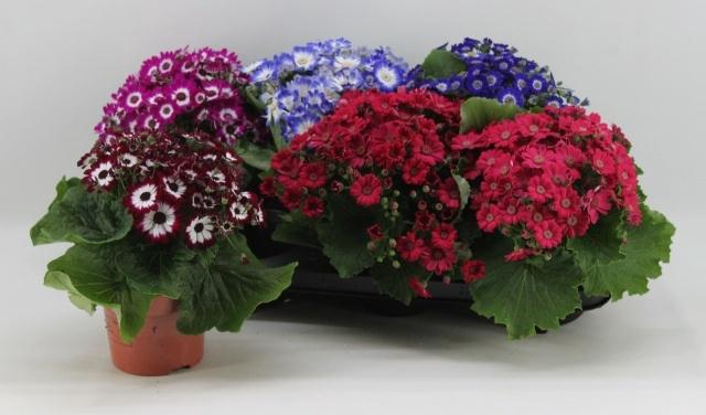 <h4>PERI C VENEZ GEM</h4>