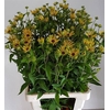 RUDBECKIA NITIDA