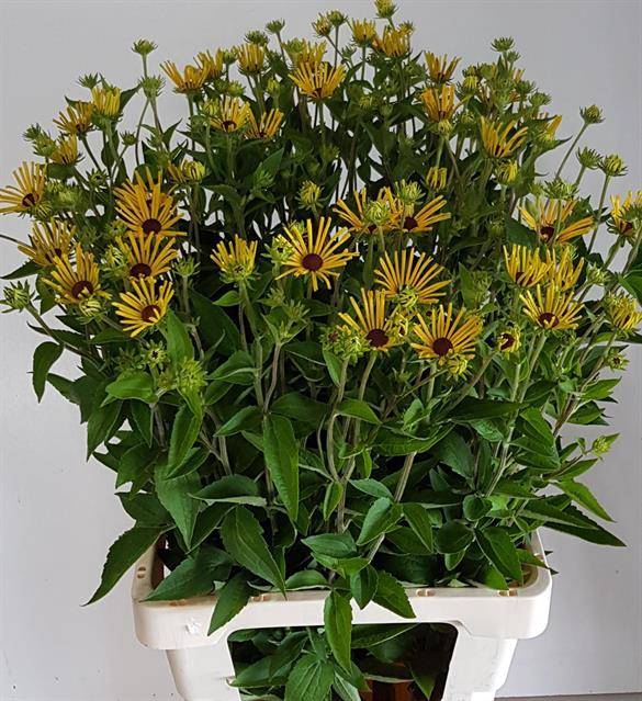 RUDBECKIA NITIDA