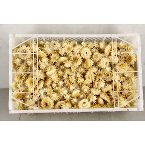 DF Helichrysum Head White