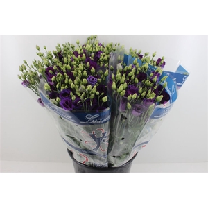 Boeket Mono Eustoma (10) Blauw