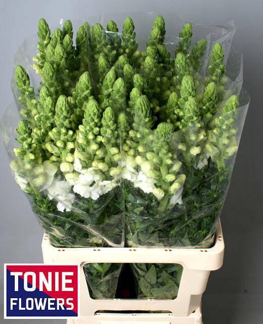 <h4>ANTIR POTO WHITE</h4>