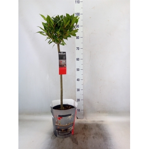 Laurus nobilis