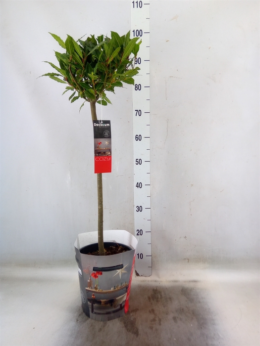 <h4>Laurus nobilis</h4>