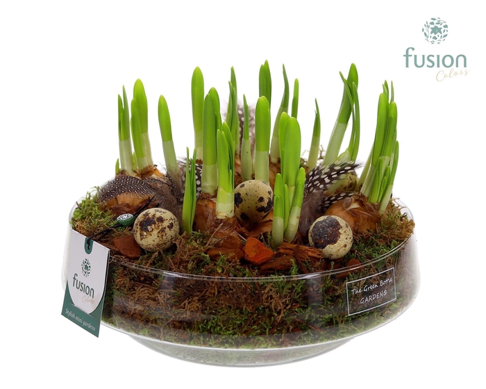 <h4>Green Bottle Iris Large met Pasen arrangement</h4>