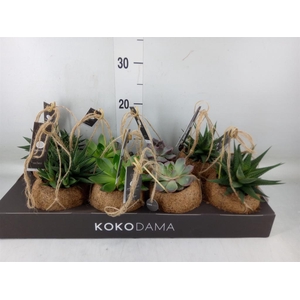 Succulents   ...mix 4