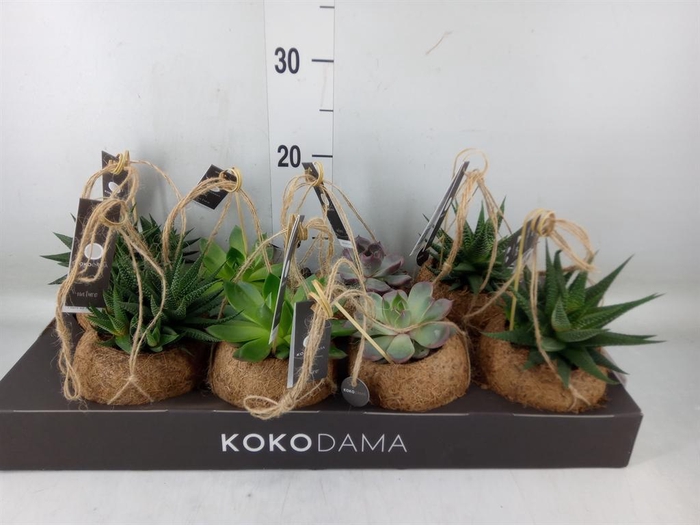 <h4>Succulents   ...mix 4</h4>