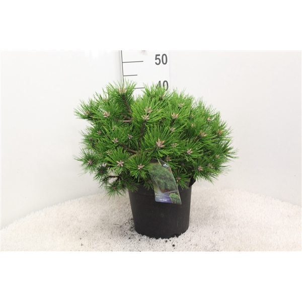 <h4>Pinus densiflora 'Low Glow' P26 potgedrukt</h4>