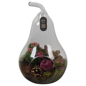 PTHG3415 Arrangementen kamerplanten