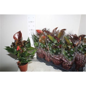 Anthu An C Chocolate 4+