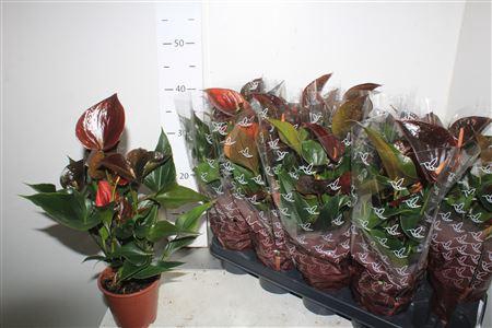 <h4>Anthu An C Chocolate 4+</h4>