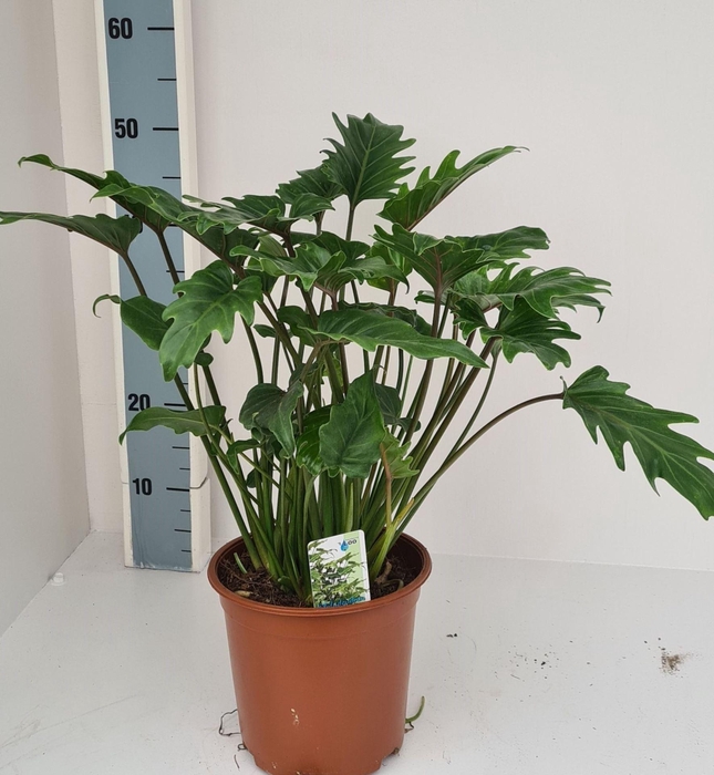 <h4>Philodendron xanadu</h4>