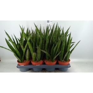 Sansevieria zeylanica 'Greenline'