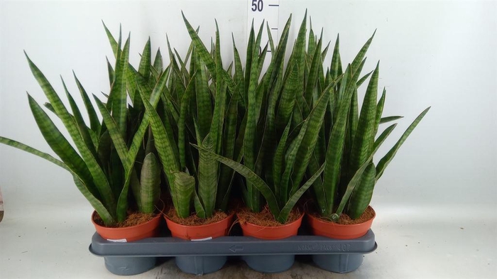 <h4>Sansevieria zeylanica 'Greenline'</h4>