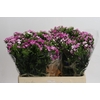 Dianthus Br Amazon Rose Magic