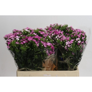 Dianthus Br Amazon Rose Magic