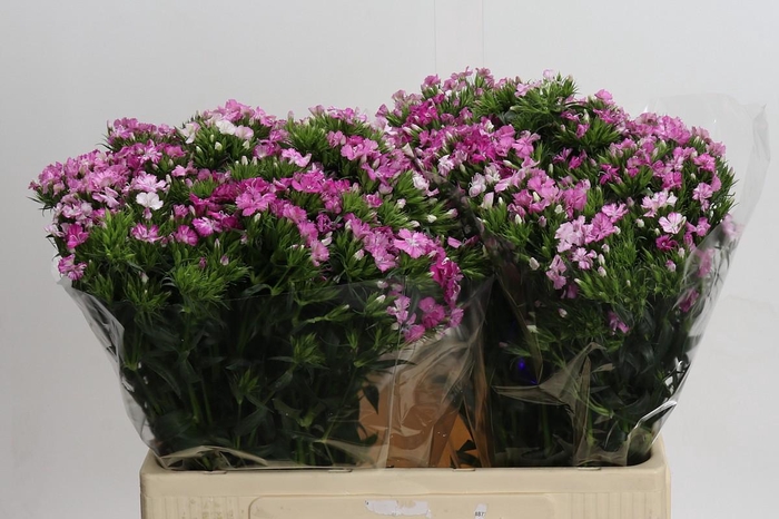 <h4>Dianthus Br Amazon Rose Magic</h4>