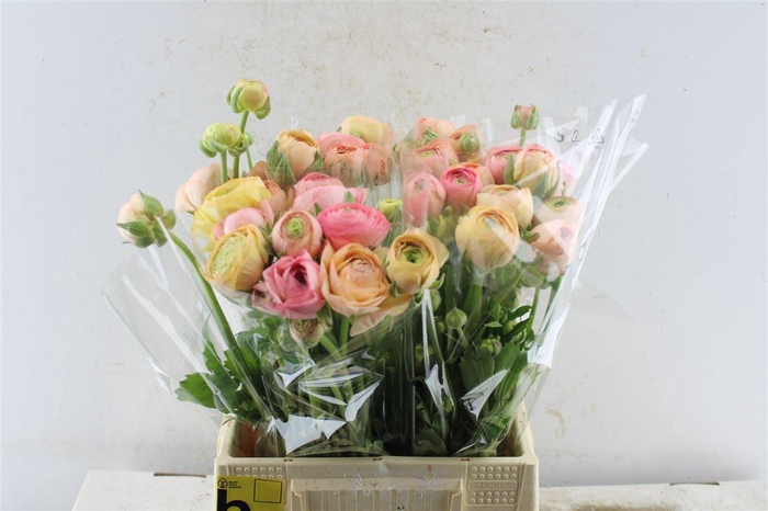 <h4>Ran El Salmon</h4>