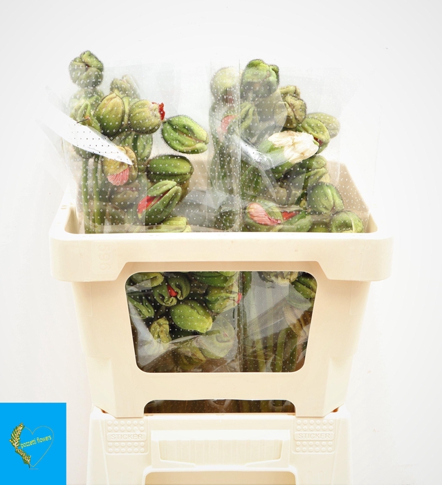 <h4>Papa Nu Pop Bus Gem</h4>