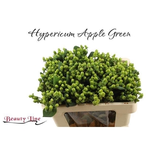 HYP GLOBO APPLEGREEN