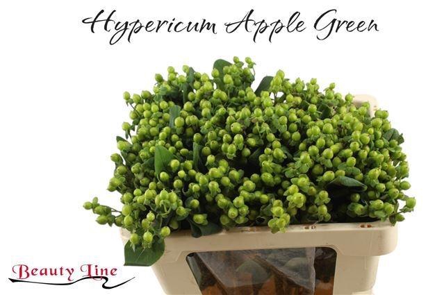 <h4>HYP GLOBO APPLEGREEN</h4>