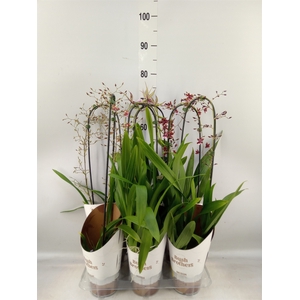 Orchideeen   ...