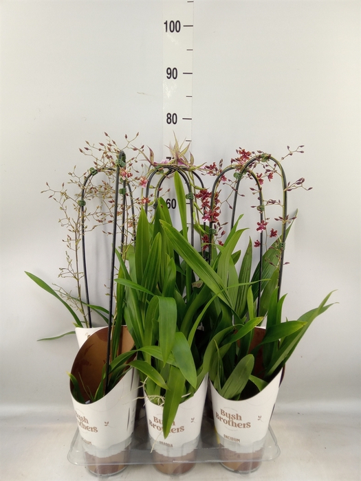 <h4>Orchideeen   ...</h4>