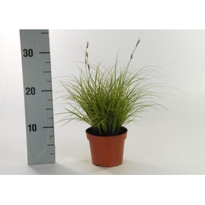 Carex brunnea 'Jubilo' p12