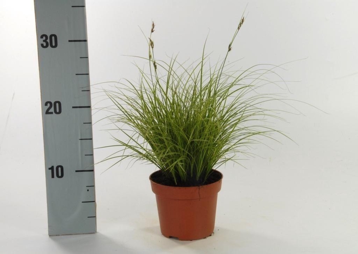 <h4>Carex brunnea 'Jubilo' p12</h4>