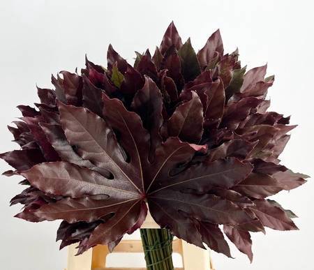 <h4>Aralia Absorbed Red</h4>