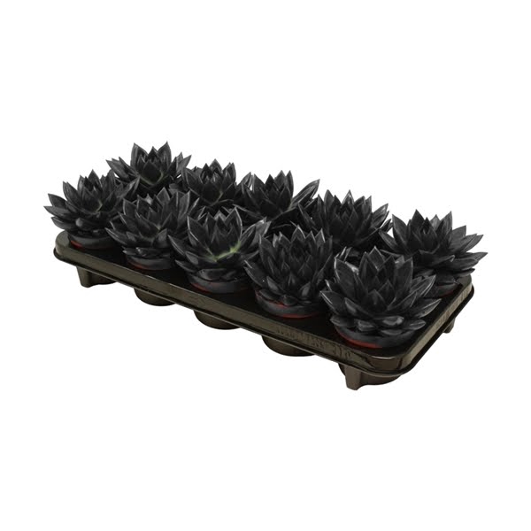 <h4>Echeveria coloured black</h4>