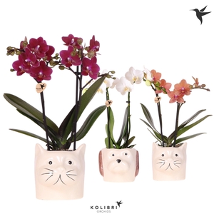 Kolibri Orchids Phalaenopsis mix 2 spike in Cat & Dog pot mix