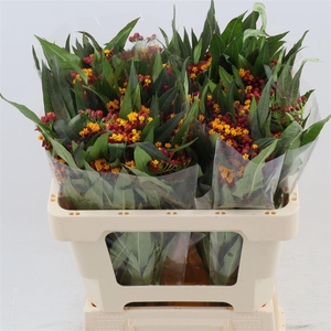 Asclepias curassavica 'Serenade'