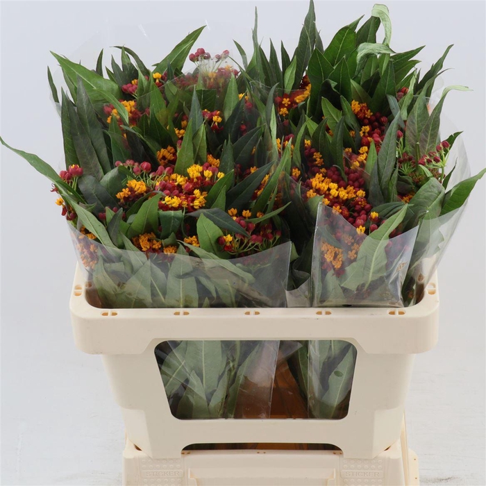 <h4>Asclepias curassavica 'Serenade'</h4>