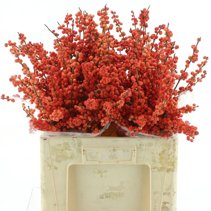 <h4>Ilex Ve Winter Gold</h4>