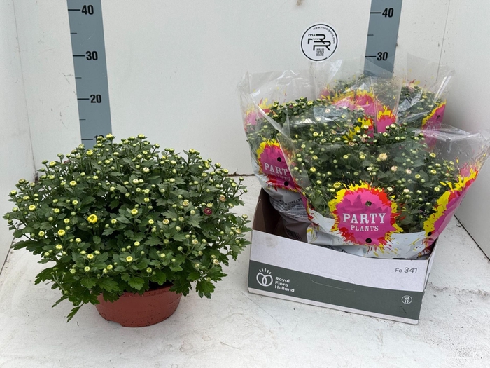 <h4>Chrysanthemum gemengd in pot</h4>