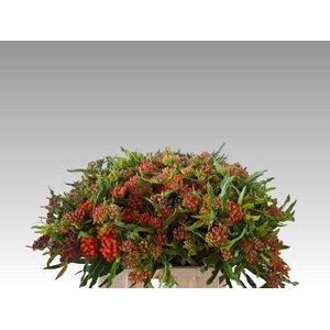 Ascl Tuberosa