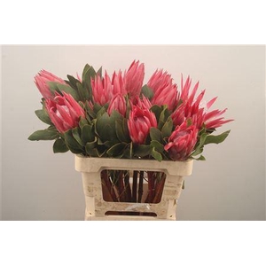Protea Madiba X10