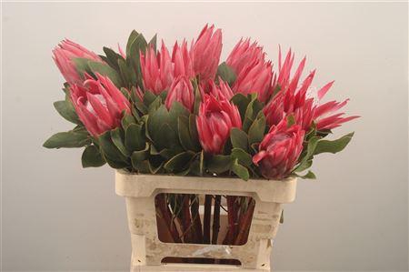 <h4>Protea Madiba X10</h4>