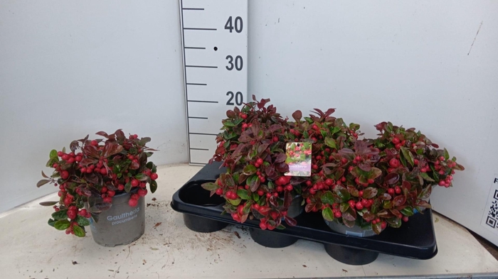 <h4>GAULTH PROCUMBENS</h4>