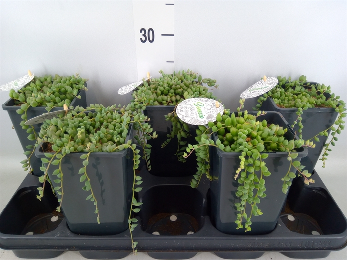 <h4>Senecio herreianus</h4>