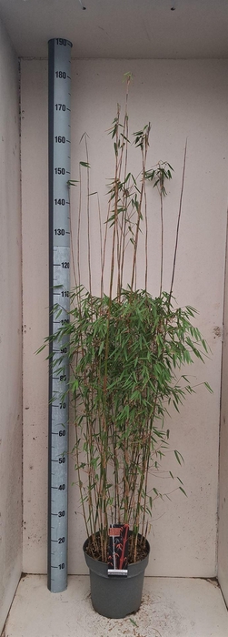 <h4>Fargesia 'Jiuzhaigou 1'</h4>