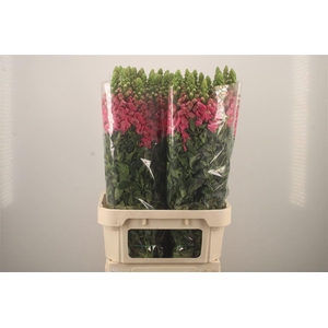 Antirrhinum It. Pink