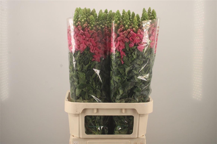 <h4>Antirrhinum It. Pink</h4>