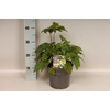 vaste planten 19 cm  Anemone Whirlwind 