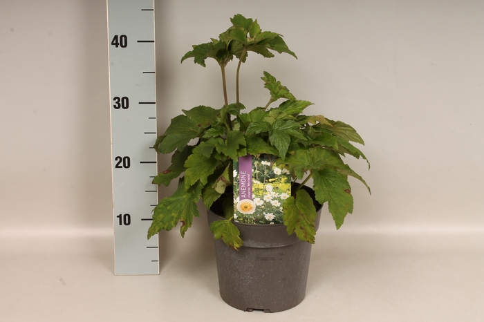 vaste planten 19 cm  Anemone Whirlwind 