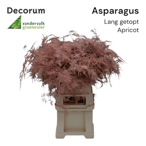 Asp lang getopt Apricot