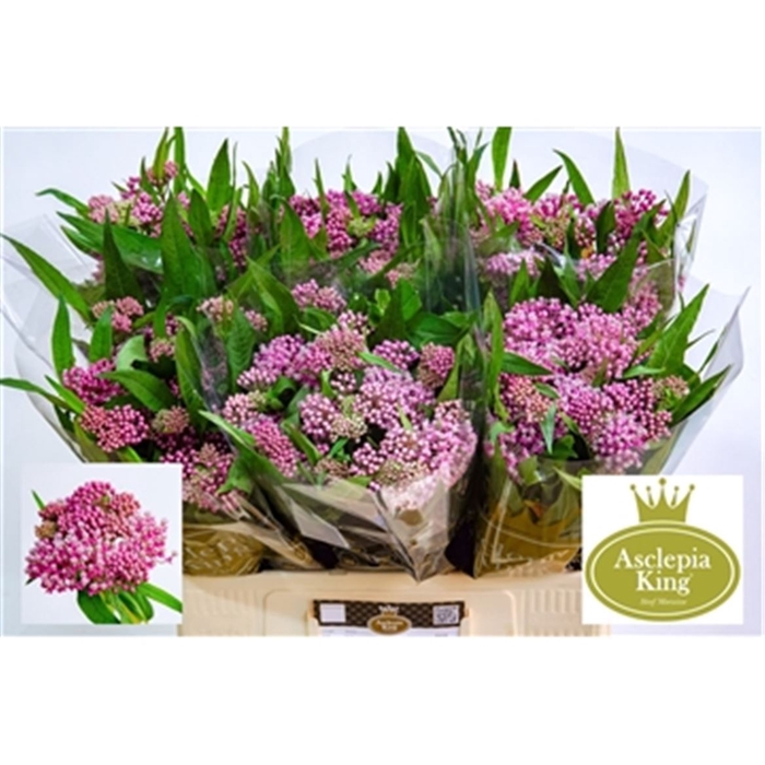 <h4>Asclepias Soulmate</h4>