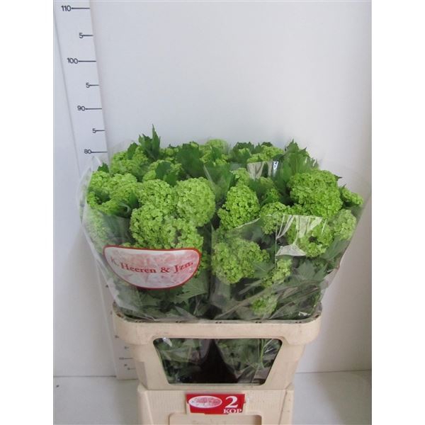 <h4>Viburnum opulus 'Roseum'</h4>