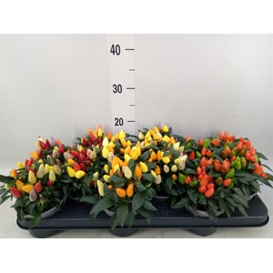 Capsicum annuum 'Salsa'   ...mix